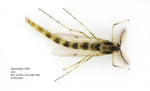 Réf. 281 219 : Chironomus sp.